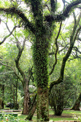 Ibirapuera