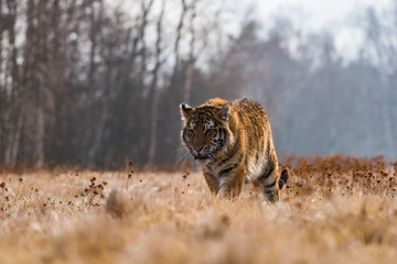Siberian Tiger running. Beautiful, dynamic and powerful photo of this majestic animal. Set in environment typical for this amazing animal. Birches and meadows