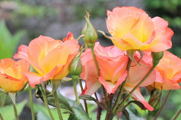Rose Blooms