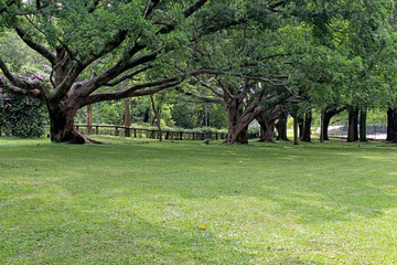 Ibirapuera