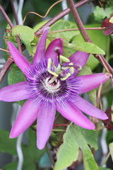 Stunning Purple Bloom