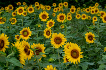 長崎鼻のひまわり
