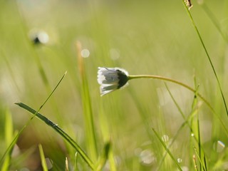 Gänseblümchen auf einer Frühlingswiese 