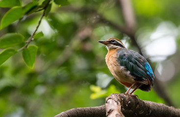 India Pitta bird sitting on the perch of tree with laving green background. The Bird have 9 different colors.