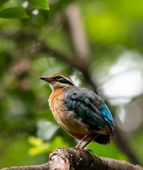 India Pitta bird sitting on the perch of tree with laving green background. The Bird have 9 different colors.