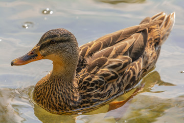 Femmina di Germano reale