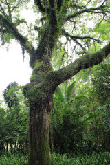 Ibirapuera