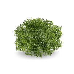 Realistic trees or bushes on white background. Nutural design in EPS10 vector illustration.
