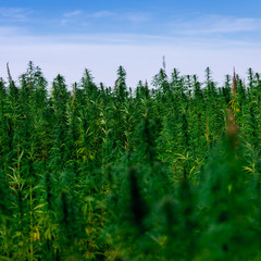 Marijuana plant at outdoor cannabis farm field