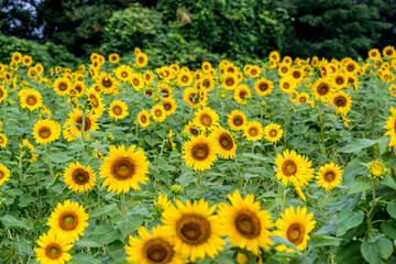 Obraz premium 長崎鼻のひまわり