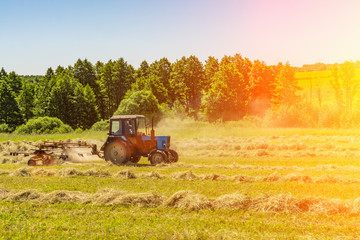 An old tractor turns over the mowed hay on a Sunny summer morning for better drying. Fodder for cows for the winter