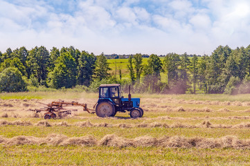 An old tractor turns over the mowed hay on a summer morning for better drying in cloudy weather. Fodder for cows for winter