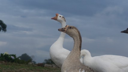Patos Gansos Campo Animales Aves