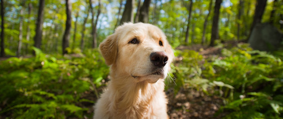 Golden Retriever portrait in summer