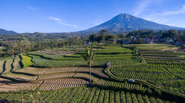Aerial photo of rice field terrace with mountain/active volcano in the background 