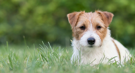Dog pet recreation, web banner of a cute jack russell puppy as lying in the grass