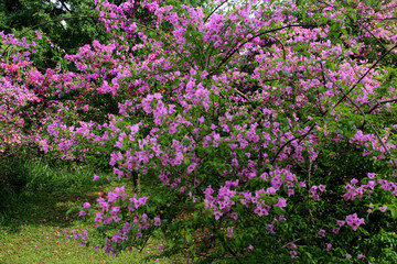 Ibirapuera