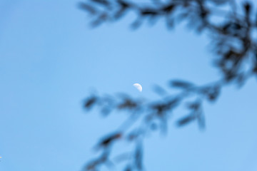 Obraz premium Vue de la lune à travers les branches d'un olivier en journée sur un ciel bleu azur