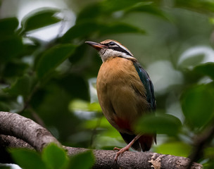 Obraz premium India Pitta bird sitting on the perch of tree with laving green background. The Bird have 9 different colors.