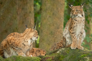A big lynx is attentive outside