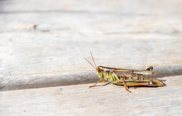 Large grasshopper on wooden trail