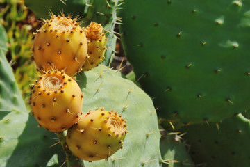 cactus figs on the tree