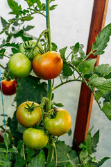 Ready red tomatoes at greenhouse, closeup