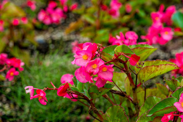 久住高原のベゴニア