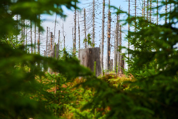 Natural forest regeneration without human intervention in national park Sumava (Bohemian Forest)...