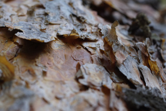selective focus technique of dry tree bark
