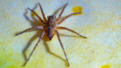 Pequeña araña marrón 