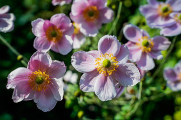 Obraz na płótnie Canvas Pink flower, morning light, bright colors, close-up