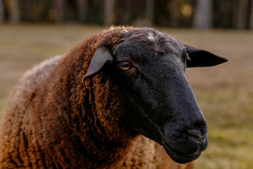  sheep in the farm pasture