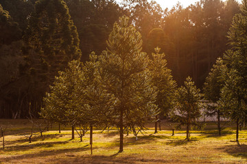  pine tree at sunset in brazil