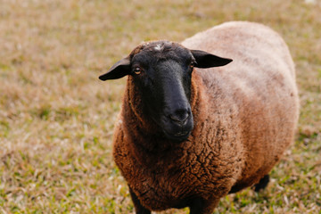  sheep in the farm pasture