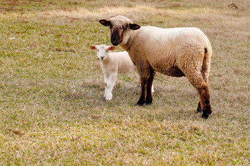  mother and baby sheep