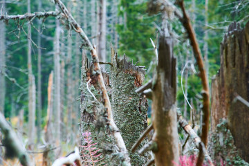 Natural forest regeneration without human intervention in national park Sumava (Bohemian Forest) near Polednik mount. Forest was destroyed in storm Kyrill and attacking by bark beetle, Czech Republic