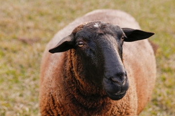  Sheep in the pasture of Brazil