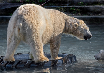 Polar bear swimming on the tire in the pond. Latin name - Talarctos maritimus