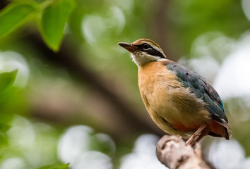 India Pitta bird sitting on the perch of tree with laving green background. The Bird have 9 different colors.