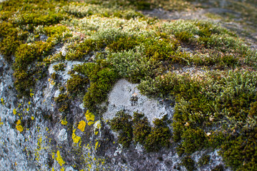 moss on rocks