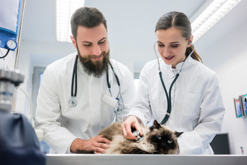 Two young veterinarian doctors examining a cat