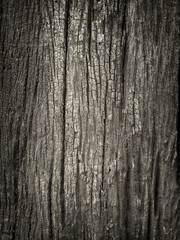 Obraz premium Closeup dried texture of dark brown bark.