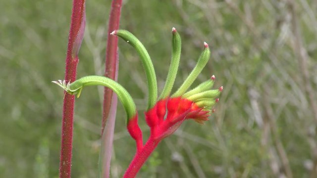 Close up of beautiful red and green Kangaroo Paw flower at springtime in Australian bush, blurred natural background.