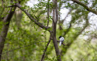 Asian Paradise Flycatcher sitting at the perch of tree and green nature in background