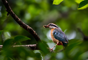 India Pitta bird sitting on the perch of tree with laving green background. The Bird have 9 different colors.