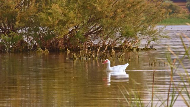 White feral domestic duck swimming calmly in the waters of a wetland. Hybridization risks in a souther Europe wild bird natural reserve
