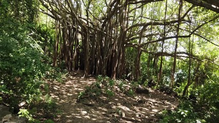 Fernando de Noronha Island, a UNESCO World Heritage, Pernambuco, Brazil - July, 2019 - Beautiful Tropical forest 4k footage trail with huge Ficus Banyan trees.