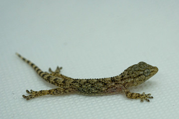 Gecko reptile body and eyes macro details, animal skin on blur background 