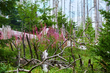 Natural forest regeneration without human intervention in national park Sumava (Bohemian Forest) near Polednik mount. Forest was destroyed in storm Kyrill and attacking by bark beetle, Czech Republic